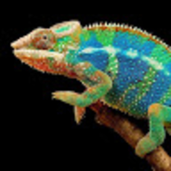 Meet your Posher, Tyra - Picture 1 of 1